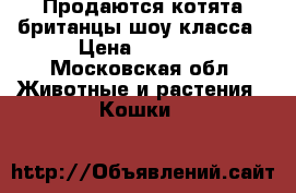 Продаются котята британцы шоу класса › Цена ­ 3 000 - Московская обл. Животные и растения » Кошки   